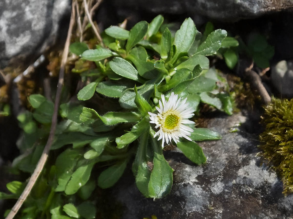 Erigeron alpinus